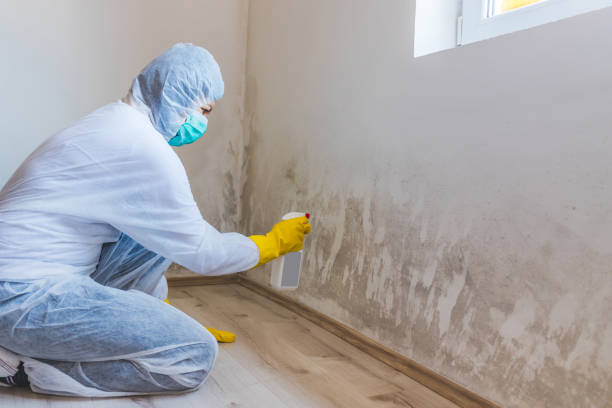Black mold inspection in Indian Rocks Beach